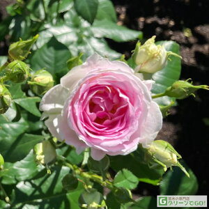 o c fo[ yN[ f [ iFLj mo^in  lG炫z 2N ڂؑc KN [Y