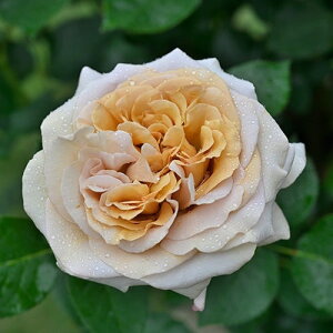 o c fo[ y f K[ iHTj mo^in  lG炫z 2N ڂؑc KN [Y