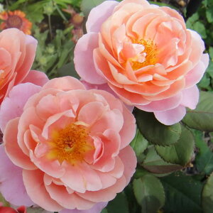 o c yfBX^ghX (FL)  lG炫z 2N ڂؑc KN [Y o  c