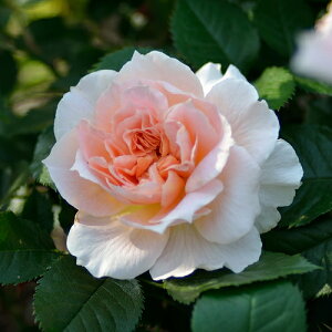 o c h yN[ hD iN (Cio)z 2N ڂؑc KN t`[Y