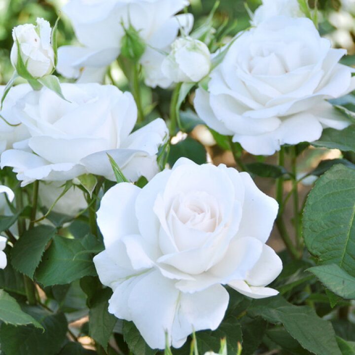 楽天市場 バラ 苗 ドリュ アンナプルナ Ht 2年生 接ぎ木大苗 薔薇 フレンチローズ 苗木の専門店 グリーンでｇｏ