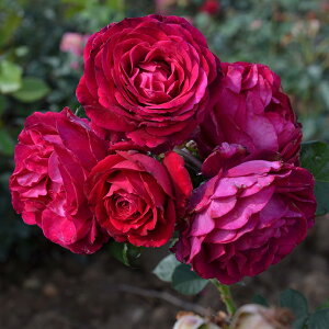 o c h yAvg (FL)  lG炫z 2N ڂؑc KN t`[Y