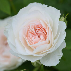 o c h yI[u WF[ (HT)  lG炫z 2N ڂؑc KN t`[Y