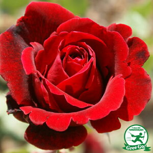 o c yo ht@ (CL) Ԃ炫z 2N ڂؑc A[` KN [Y o  c