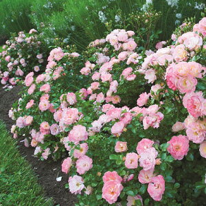 JԌ㋭芔 ԉȂ o c htg[Y ys[`htg (Cio) lG炫z 1N } 3.5 (10.5cm) |bgc KN [Y o  c c  _ OhJo[ C