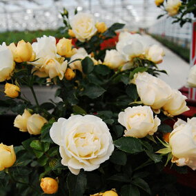 楽天市場 花の苗物 種類 植物 バラ 人気ランキング81位 売れ筋商品