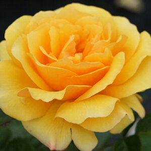 �o�� �c �y�C�G���[�N�C�[���G���U�x�X (HT) ��� �l�G�炫�z 2�N�� �ڂ��ؑ�c �K�N ���[�Y �o�� �� �c