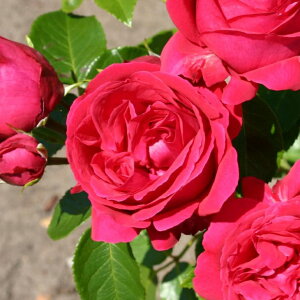 OUTLET ROSE [yVs̔]o c yo Gf[Y (CL) G炫z 2N ڂؑc A[` KN [Y o  c