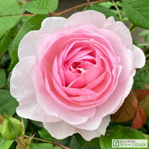 o c CObV[Y yIrA [Y I[X`  Ԃ炫z 2N ڂؑc 6bg A KN [Y o  c