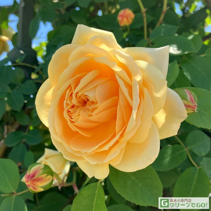 楽天市場】◇送料無料◇ ◇開花後強剪定株 花芽なし◇ バラ 苗 