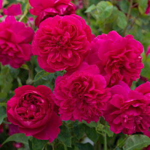 OUTLET ROSE [yVs̔]o c CObV[Y yg[}XGCxPbg Ԃ炭z 2N ڂؑc 6bg A KN [Y o  c