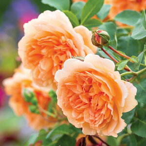 バラ 苗 イングリッシュローズ 【デイム ジュディ デンチ 非常に返り咲く】 2年生 接ぎ木大苗 6リットル 鉢植え 薔薇 ローズ バラ の 苗