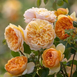 o c CObV[Y yuO ~[ TVC  lG炫z 2N ڂؑc 6bg A KN [Y o  c