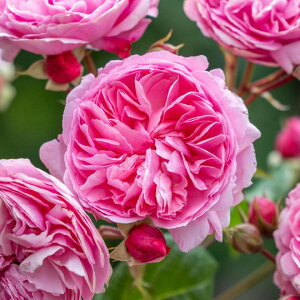 バラ 苗 イングリッシュローズ 【ペネロピ ライヴリー (ER) 中輪】 2年生 接ぎ木大苗 6リットル 鉢植え 薔薇 ローズ バラ の 苗