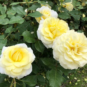 o c yGi (HT)  lG炫z 2N ڂؑc KN [Y o  c