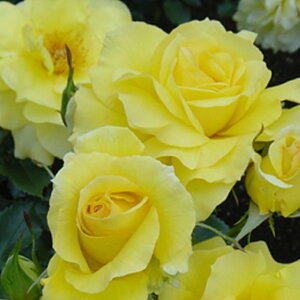 バラ 苗 【つるバラ エバーゴールド (CL) 返り咲き】 2年生 接ぎ木大苗 アーチ向け 薔薇 ローズ バラ の 苗