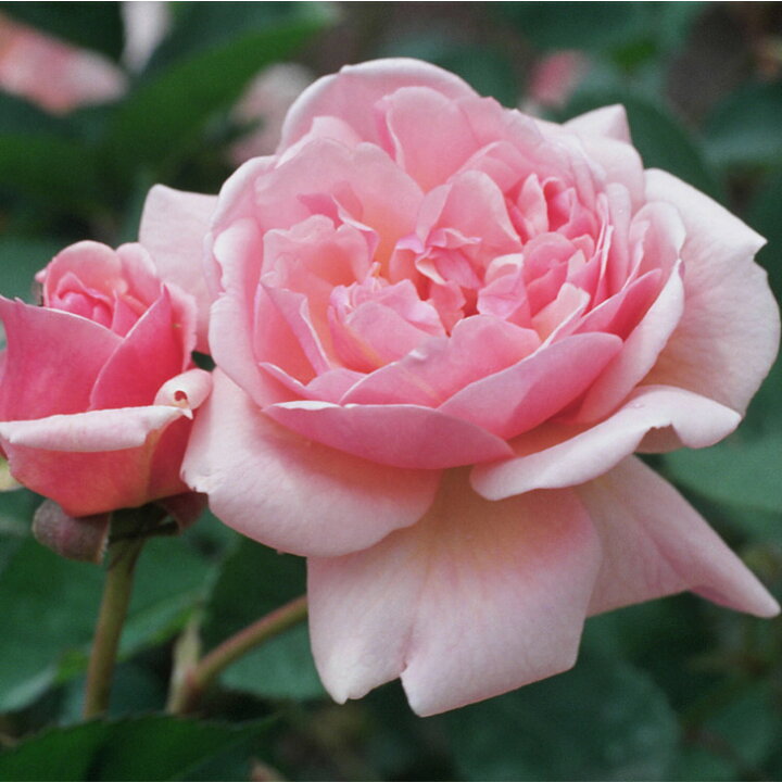 楽天市場】◇OUTLET ROSE◇ [楽天市場限定販売]バラ苗 【フェリシア 