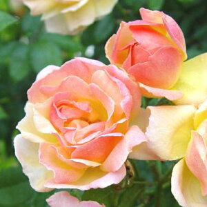  JԌ㋭芔 ԉȂ o c yo tBXoCh (CL)  Ԃ炫z 1N ڂ Vc ij[ܕtj A[` KN [Y o  c kCE