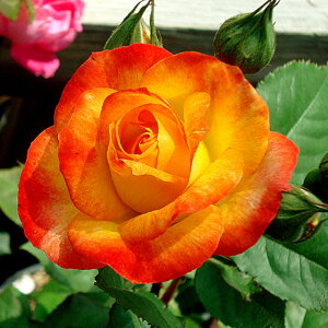  JԌ㋭芔 ԉȂ o c yo ӂꑾ (sj[^) iCL) Ԃ炫z 3N ڂؓc (ڕc) ij[ܕtj A[` KN [Y o  c 