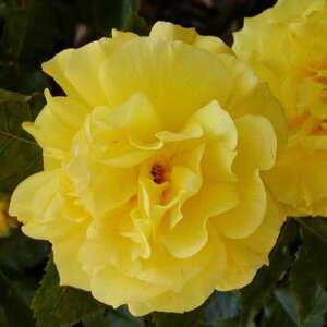 OUTLET ROSE [yVs̔]o c yt[WA (FL)  lG炫z 2N ڂؑc KN [Y o  c
