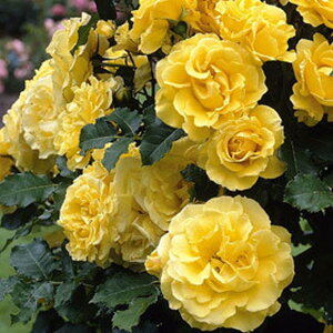 o c yo S[fV[Y (CL) lG炫z 2N ڂؑc A[` KN [Y o  c