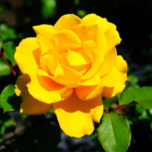 o c yw[tH_ (HT)  lG炫z 2N ڂؑc KN [Y o  c