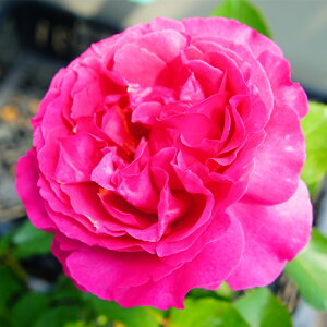 ������������ ���J�Ԍ㋭���芔 �ԉ�Ȃ��� �o�� �c �y�C�� �s�A�b�`�F (HT) ��� �l�G�炫�z 2�N�� �ڂ��ؑ�c �i�j�[�����ܕt���j �K�N ���[�Y �o�� �� �c