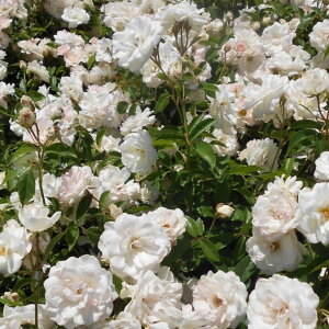 OUTLET ROSE [yVs̔]o c yo ACXo[O (CL) G炫z 2N ڂؑc A[` KN [Y o  c