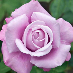 o c yVhS[ (HT)  lG炫z 2N ڂؑc KN [Y o  c