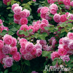 楽天市場 バラ苗 系統から探す クライミングローズ つるバラ ピンク色系 つるバラ ジャスミーナ 苗木の専門店 グリーンでｇｏ