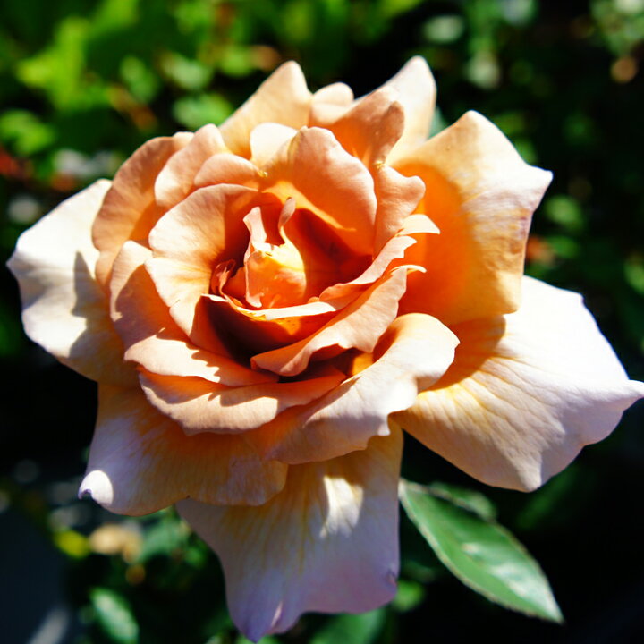 楽天市場 送料無料 バラ 苗 栽培セット ジュリア Ht 大輪 四季咲き 1年生 接ぎ木苗 栽培セット 専用土 化成肥料 スリット鉢付き 苗木 栽培キット 薔薇 ローズ バラ の 苗 北海道 沖縄は送料無料適用外です 苗木の専門店 グリーンでｇｏ