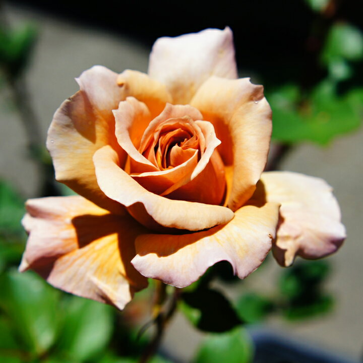 楽天市場 送料無料 バラ 苗 栽培セット つるバラ ジュリア Cl 返り咲き 1年生 接ぎ木苗 栽培セット 専用土 化成肥料 スリット鉢付き 苗木 栽培キット アーチ向け 薔薇 ローズ バラ の 苗 北海道 沖縄は送料無料適用外です 苗木の専門店 グリーンで