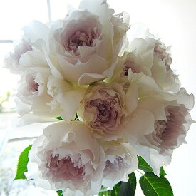 バラ苗 河本バラ園 【ガブリエル (FL) 中輪 四季咲き】 2年生 接ぎ木大苗 薔薇 河本バラ園バラ苗