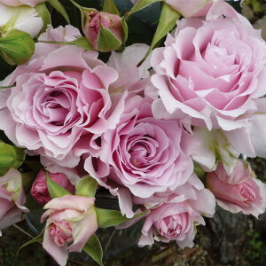 o c ͖{o y }G (FL)  lG炫z 2N ڂؑc KN ͖{ooc