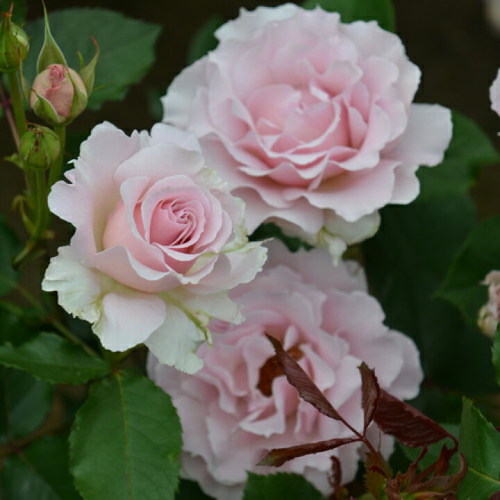 楽天市場 バラ 苗 河本バラ園 ラ マリエ Fl 中輪 四季咲き 2年生 接ぎ木大苗 薔薇 河本バラ園バラ苗 苗木の専門店 グリーンでgo 楽天市場 バラ 苗 河本バラ園 ラ マリエ Fl 中輪 四季咲き 2年生 接ぎ木大苗 薔薇 河本バラ園バラ苗 苗木の専門店 グリーンでgo
