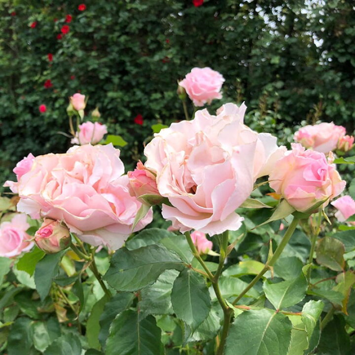 楽天市場 バラ 苗 河本バラ園 ラ マリエ Fl 中輪 四季咲き 2年生 接ぎ木大苗 薔薇 河本バラ園バラ苗 苗木の専門店 グリーンでgo 楽天市場 バラ 苗 河本バラ園 ラ マリエ Fl 中輪 四季咲き 2年生 接ぎ木大苗 薔薇 河本バラ園バラ苗 苗木の専門店 グリーンでgo