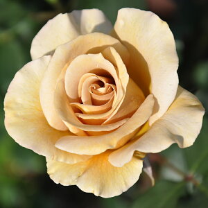 o c ͖{o yGo^C h[ (FL)  lG炫z 2N ڂؑc KN ͖{ooc