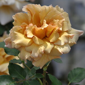 o c ͖{o y͂ (HT)  lG炫z 2N ڂؑc KN ͖{ooc