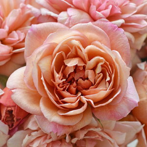 o c ͖{o yuh[ (FL)  lG炫z 2N ڂؑc KN ͖{ooc