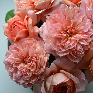 o c ͖{o y[ h  Mbg (HT)  JԂ炫z 2N ڂؑc KN ͖{ooc