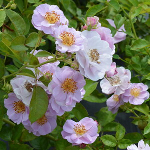 o c ͖{o y`[t (FL)  lG炫z 2N ڂؑc KN ͖{ooc