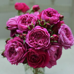 o c ͖{o yJgi[W (FL)  lG炫z 2N ڂؑc KN ͖{ooc