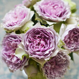 o c ͖{o yRt (FL)  lG炫z 2N ڂؑc KN ͖{ooc