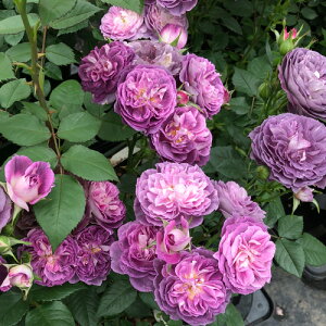 o c ͖{o yih (FL)  lG炫z 2N ڂؑc KN ͖{ooc