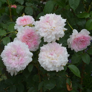 o c ͖{o yAW[ (FL)  lG炫z 2N ڂؑc KN ͖{ooc