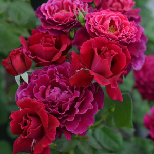 o c ͖{o yR[k[W (FL)  lG炫z 2N ڂؑc KN ͖{ooc