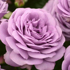 o c  yJC_u[ (HT)  lG炫z 2N ڂؑc KN [Y o  c  o 