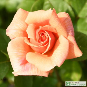 o c  yAvRbgLfB (HT)  lG炫z 2N ڂؑc KN [Y o  c  o 