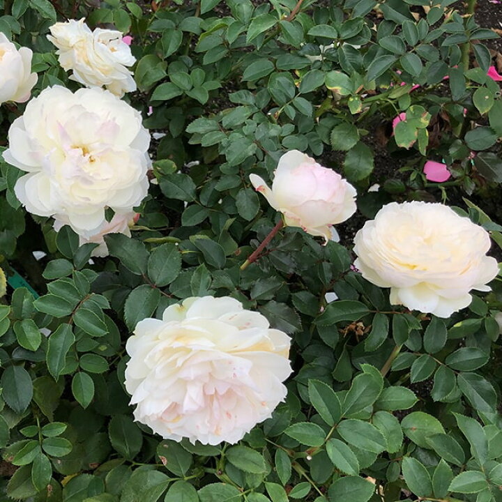 買物 送料無料 バラ 苗 京成 <br>2年生 接ぎ木大苗 ニーム小袋付き <br>薔薇 ローズ の 園 <br>※北海道 沖縄は送料無料適用外です バラ 苗 河本バラ園 2年生 接ぎ木大苗 薔薇 河本バラ園バラ苗
