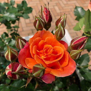 o c  yfBYj[h[Y (FL)  lG炫z 2N ڂؑc KN [Y o  c  o 